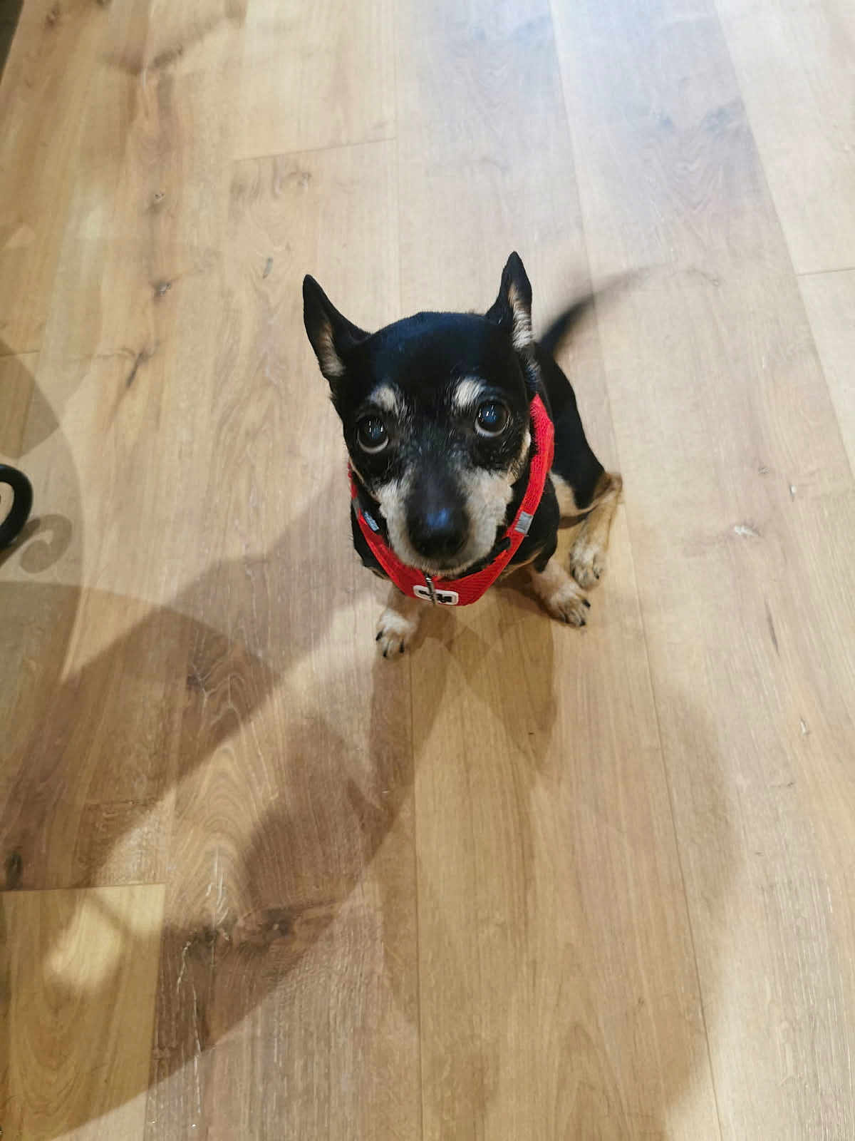 Lucky participe au concours pour gagner de l'argent avec cette photo : dog, small_dog, black_dog, brown_dog, harness, pet, indoor, wooden_floor, tail_wagging, looking_up, animal, companion, cute, friendly, canine, domestic_animal, floor, house_pet, young_dog, playful