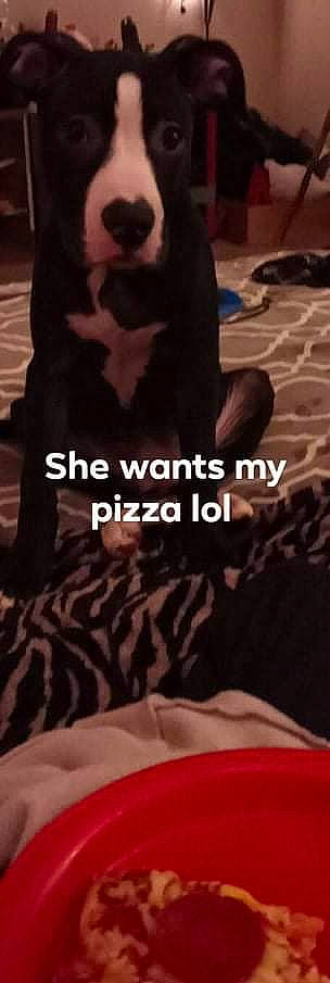 Nina is registered to the contest to win money with this photo: book_cover, electric_blue, felidae, flooring, font, fur, gesture, human_leg, knee, linens, neck, pattern, photo_caption, shadow, sitting, sky, sleeve, sportswear, t_shirt, thigh