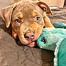 adorable, animal, bed, blanket, blue_eyes, brown_fur, close_up, closeup, cute, dog, floppy_ears, home, indoor, lying_down, pet, pink_nose, plush_toy, portrait, puppy, stuffed_animal