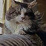 Zuko is registered to the contest to win money with this photo: cat, fluffy, closeup, indoor, window_light, pet, feline, whiskers, relaxed, paw, soft, fur, portrait, animal, domestic, cozy, resting, face, tabby, white