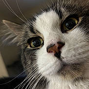 Zuko is registered to the contest to win money with this photo: animal, cat, close_up, closeup, curious, domestic_cat, face, feline, fur, green_eyes, indoor, looking, muzzle, nose, pet, portrait, soft_light, tabby, whisker, whiskers