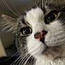 cat, close_up, whiskers, face, green_eyes, feline, indoor, curious, pet, animal, fur, nose, portrait, muzzle, tabby, domestic_cat, closeup, looking, soft_light, whisker