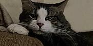 Zuko joined the competition — help win amazing prizes! cat, feline, pet, indoor, resting, couch, fur, whiskers, paws, relaxed, brown, white, closeup, domestic_animal, sleepy, cozy, animal, portrait, furniture, comfort