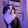 Zuko joined the competition — help win amazing prizes! air_conditioner, blue_light, cat, closeup, curious, domestic_animal, ears, feline, fluffy, framed_art, fur, indoor, pet, portrait, purple_light, sitting, starry_night, tuxedo_cat, wall, whiskers