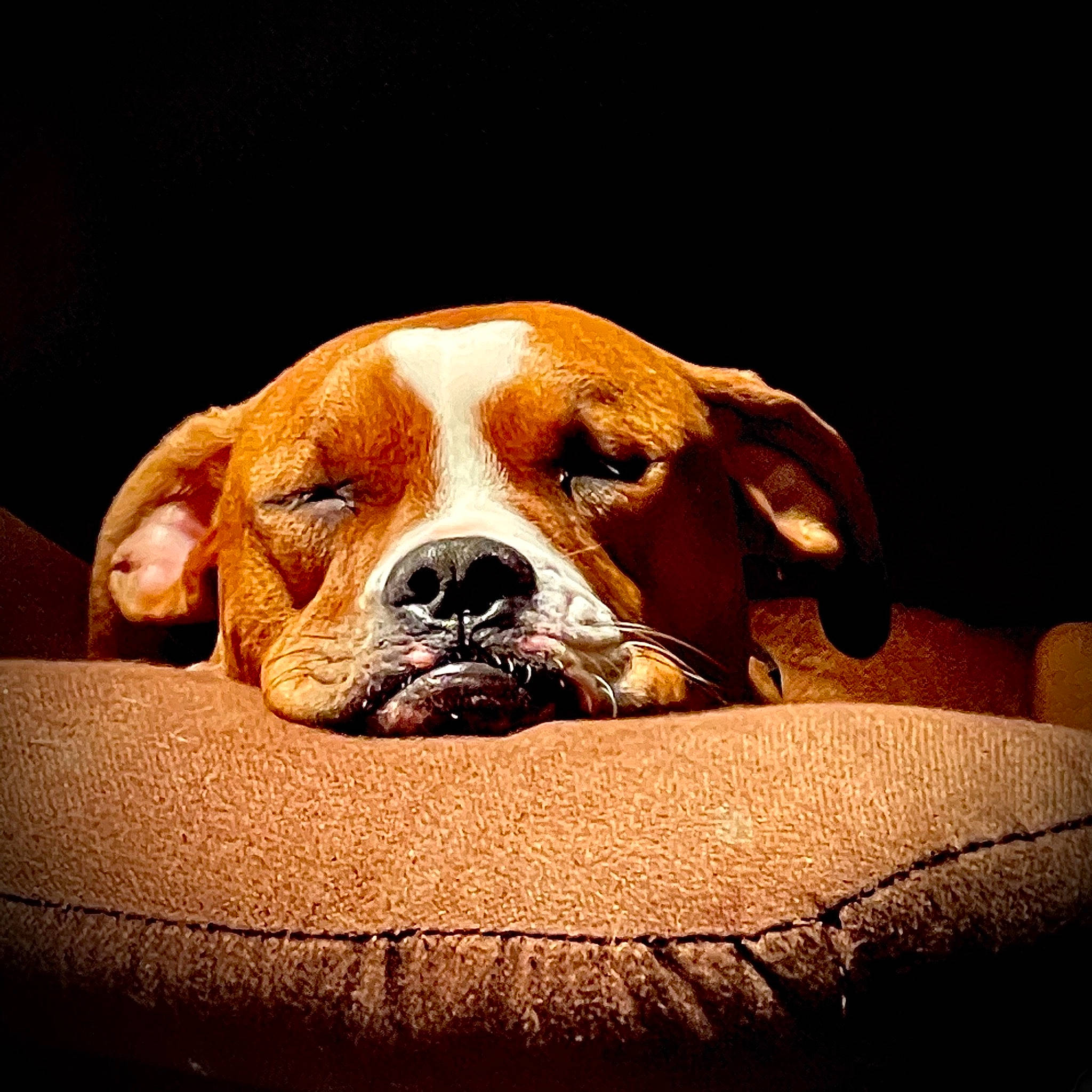 Belle joined the competition — help win amazing prizes! canidae, carnivore, companion_dog, dog, dog_breed, fawn, liver, mammal, molosser, pet_supply, snout, sporting_group, still_life_photography, tan, whiskers, working_animal, working_dog