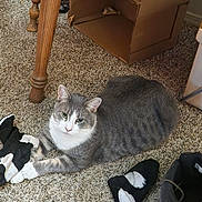 Bubbles is registered to the contest to win money with this photo: cat, grey_cat, white_cat, carpet, sock, black_sock, white_sock, boot, boots, cardboard_box, wooden_table_leg, floor, pet, animal, indoor, playful, resting, paws, fur, domestic_cat