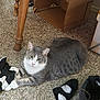 cat, grey_cat, white_cat, carpet, sock, black_sock, white_sock, boot, boots, cardboard_box, wooden_table_leg, floor, pet, animal, indoor, playful, resting, paws, fur, domestic_cat