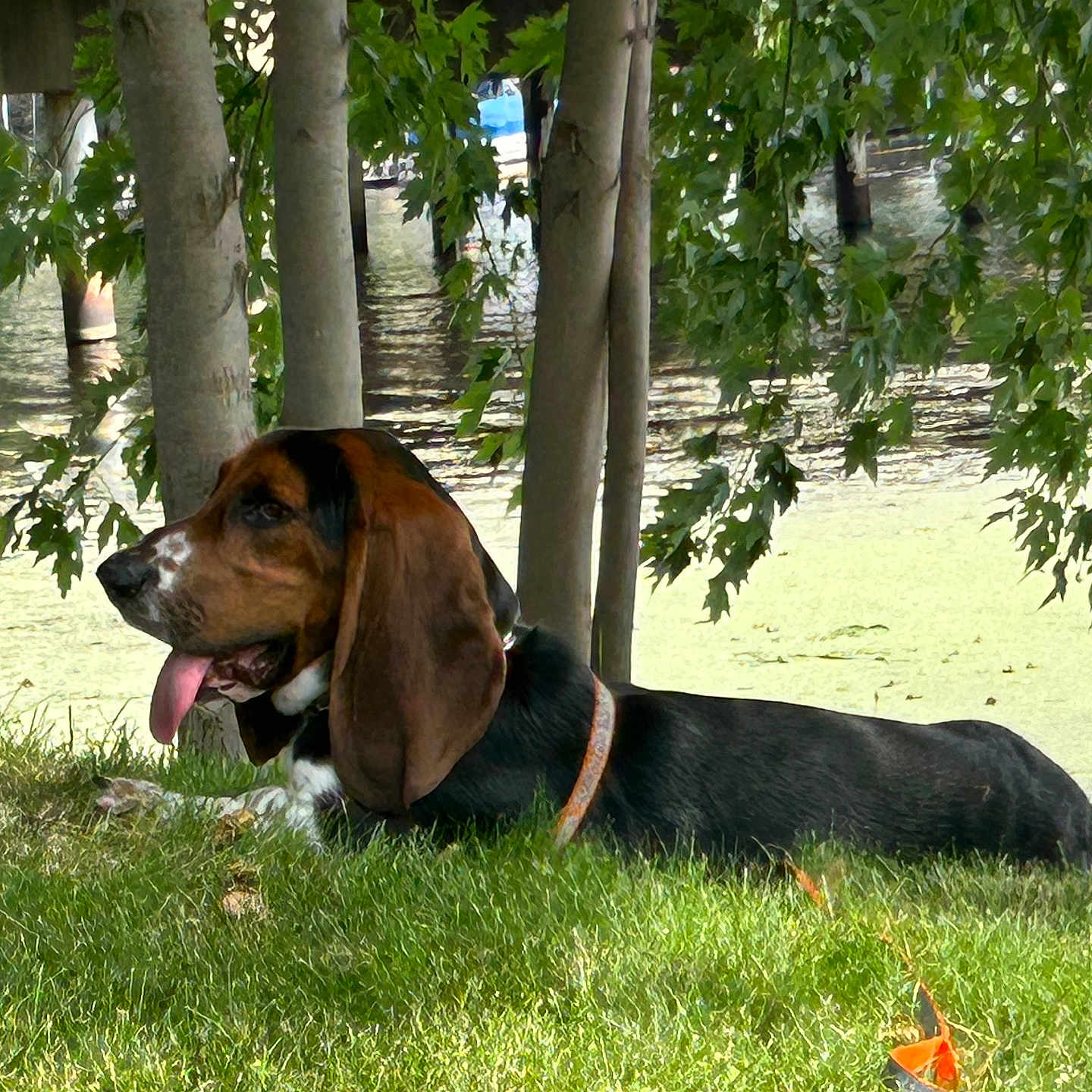 Frank joined the competition — help win amazing prizes! animal, beagle, canine, dog, grass, grove, hound, land, leaf, nature, oak, outdoors, park, pet, plant, tree, treetrunk, vegetation, water, woodland