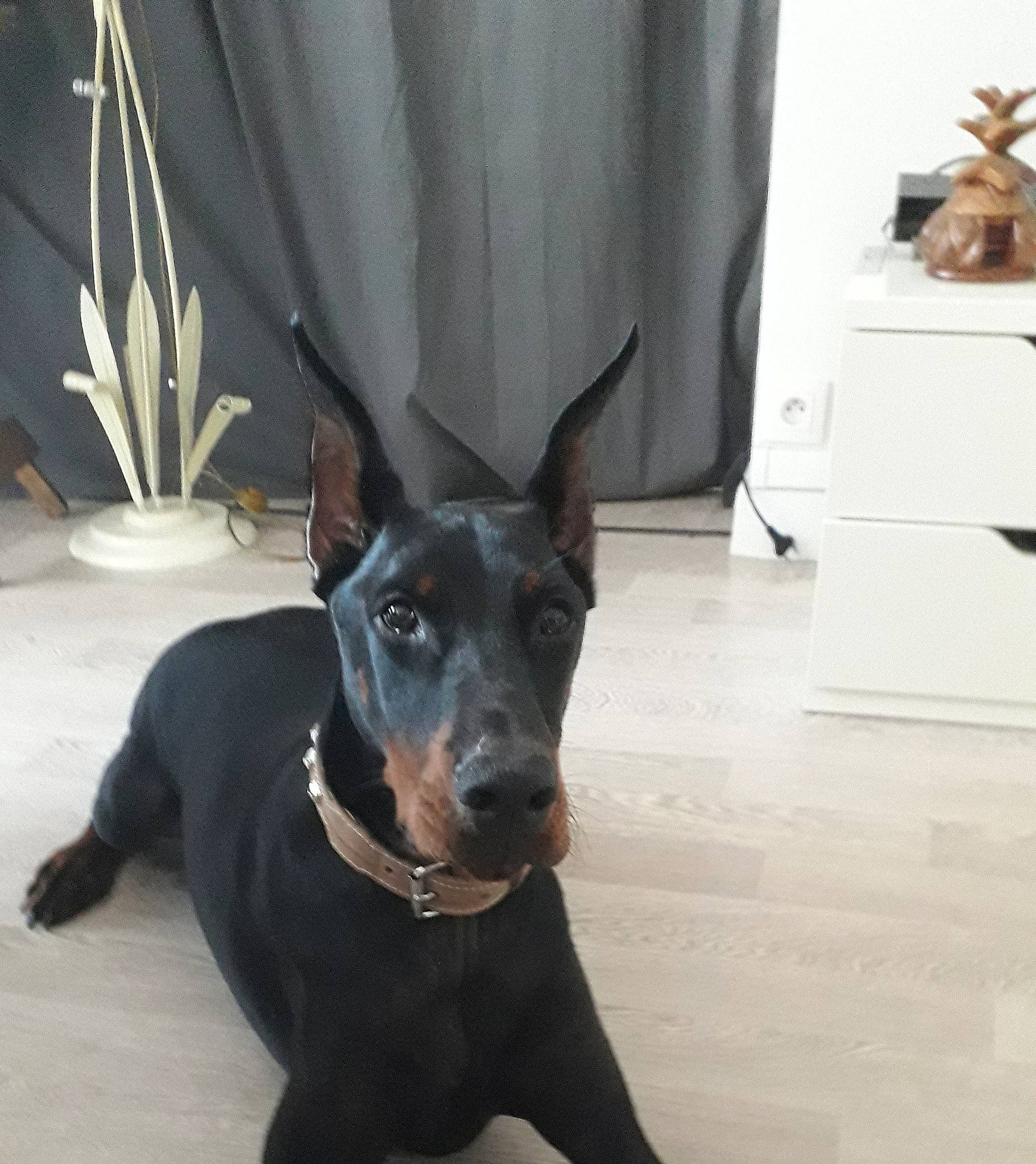 Kheops participe au concours pour gagner de l'argent avec cette photo : canidae, carnivore, dobermann, dog, dog_breed, ear, german_pinscher, guard_dog, mammal, manchester_terrier, non_sporting_group, pinscher, snout, sporting_group, toy_manchester_terrier, vertebrate, working_dog