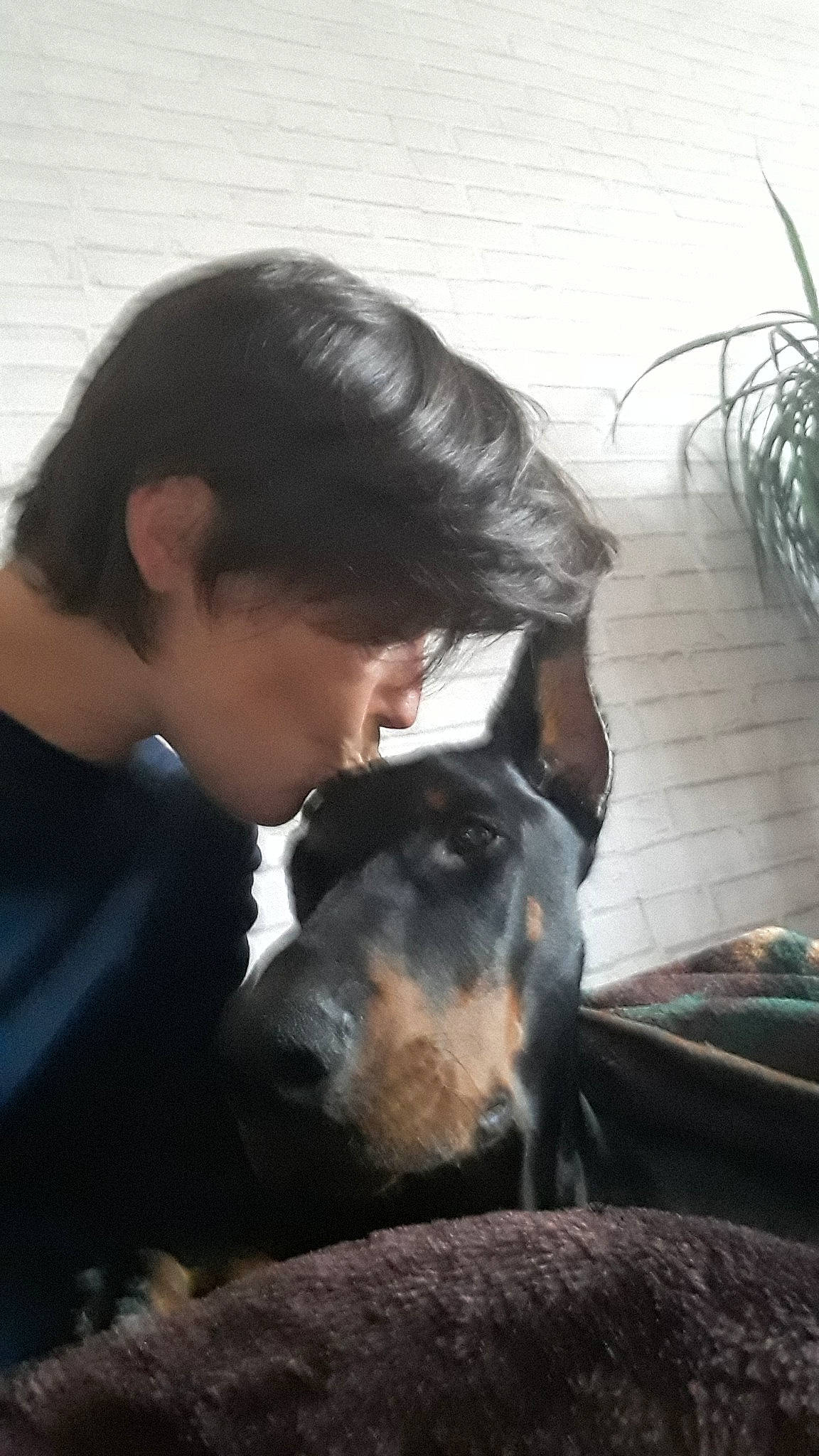 Kheops a rejoint le concours — aidez-le/la à gagner de superbes lots ! beauceron, canidae, carnivore, companion_dog, dobermann, dog, dog_breed, ear, guard_dog, huntaway, mammal, manchester_terrier, snout, toy_manchester_terrier, vertebrate