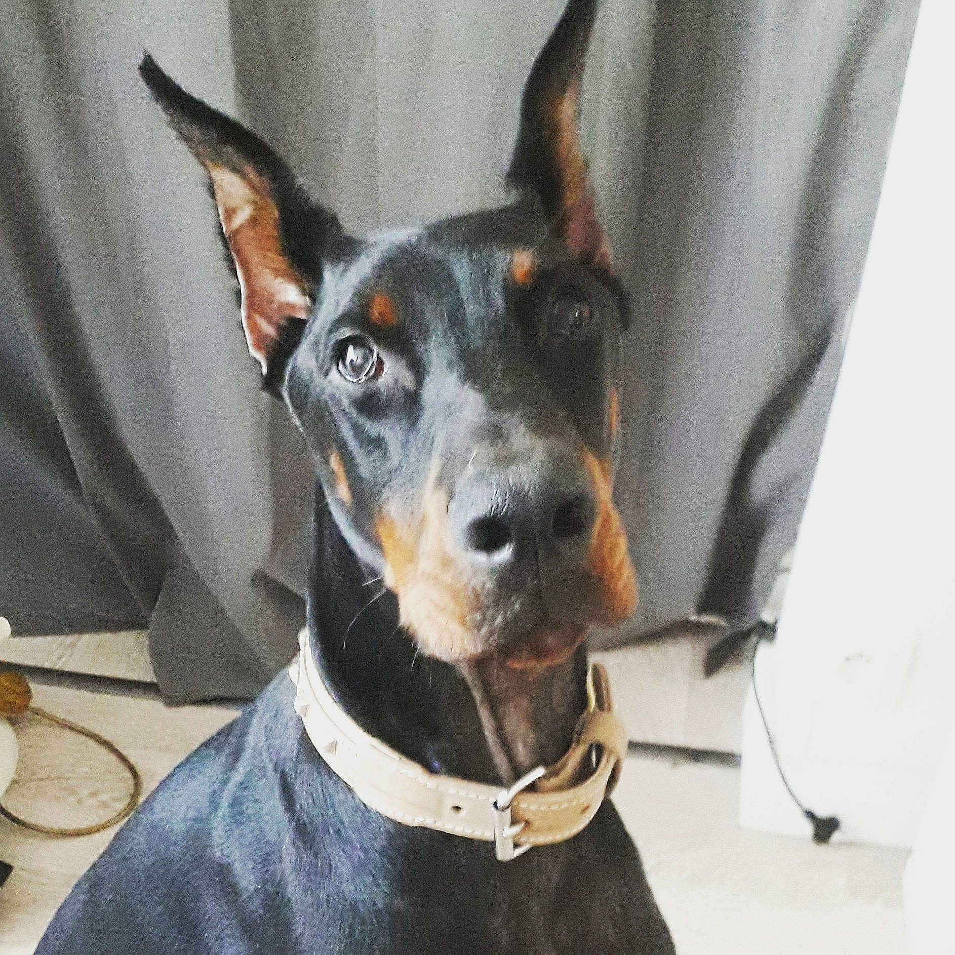 Kheops participe au concours pour gagner de l'argent avec cette photo : canidae, carnivore, collar, dobermann, dog, dog_breed, ear, english_toy_terrier, german_pinscher, guard_dog, mammal, manchester_terrier, non_sporting_group, pinscher, snout, toy_dog, toy_manchester_terrier, vertebrate, working_dog