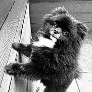 Jax is registered to the contest to win money with this photo: dog, pomeranian, puppy, fluffy_fur, black_fur, white_patch, portrait, looking_up, outdoor, wooden_deck, steps, paw, nose, eyes, small_dog, pet, companion, curious, closeup, tilted_head