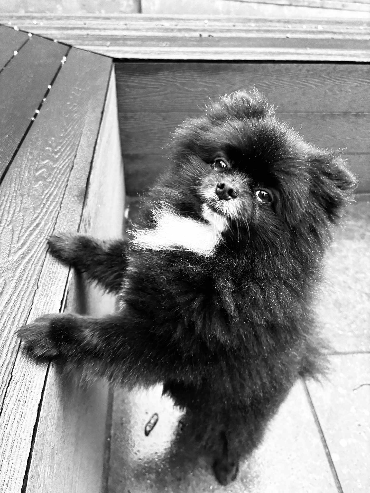 Jax is registered to the contest to win money with this photo: dog, pomeranian, puppy, fluffy_fur, black_fur, white_patch, portrait, looking_up, outdoor, wooden_deck, steps, paw, nose, eyes, small_dog, pet, companion, curious, closeup, tilted_head