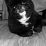 dog, puppy, pomeranian, black_fur, white_chest, fluffy, cute, close_up, portrait, wooden_floor, indoor, furniture, cabinet, blanket, eyes, nose, whiskers, sitting, monochrome, pet