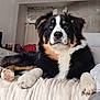 dog, fluffy, black, white, brown, paws, lying_down, indoors, blanket, sofa, pet, canine, fur, relaxed, looking_at_camera, home_interior, furniture, cozy, cute, companion
