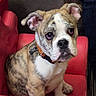 Hero joined the competition — help win amazing prizes! puppy, dog, bulldog, brindle, white, red_chair, pet, cute, young, sitting, indoor, fur, ears, collar, animal, portrait, looking, expression, paw, nose