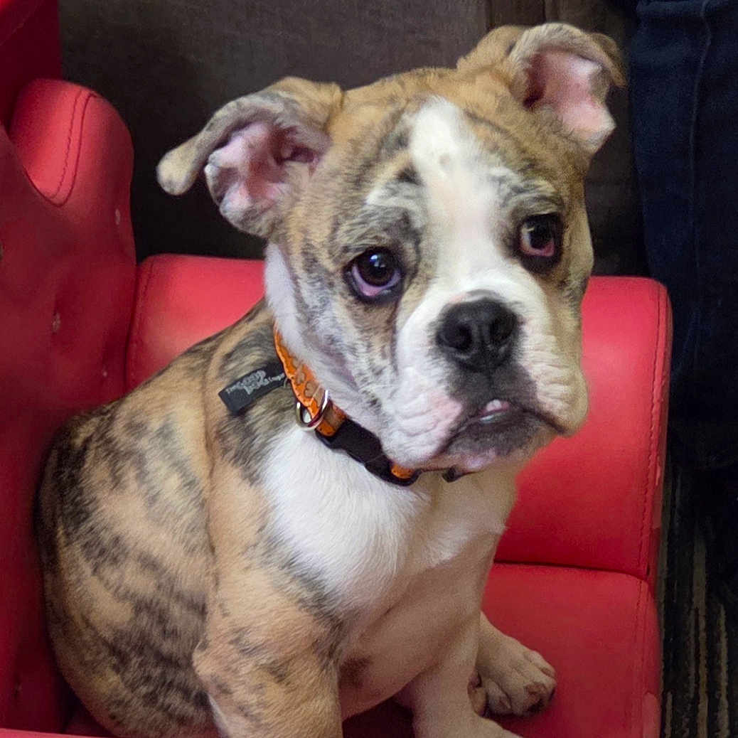 Hero joined the competition — help win amazing prizes! puppy, dog, bulldog, brindle, white, red_chair, pet, cute, young, sitting, indoor, fur, ears, collar, animal, portrait, looking, expression, paw, nose