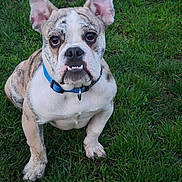 Hero joined the competition — help win amazing prizes! dog, bulldog, puppy, grass, outdoor, pet, animal, collar, cute, sitting, fur, ears, face, eyes, nose, mouth, tongue, expression, nature, mammal