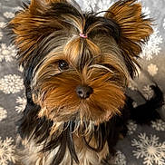 Appy a rejoint le concours — aidez-le/la à gagner de superbes lots ! adorable, animal, blanket, cozy, curious, cute, dog, ears, eyes, fluffy, fur, hair_tie, indoor, nose, pet, puppy, sitting, small_dog, snowflake_pattern, yorkshire_terrier