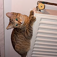 Ange participe au concours pour gagner de l'argent avec cette photo : animal, cat, climbing, closeup, curious, cute, ears, fur, home, indoor, kitten, mischievous, paws, pet, radiator, tabby, tail, valve, wall, whiskers