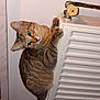 animal, cat, climbing, closeup, curious, cute, ears, fur, home, indoor, kitten, mischievous, paws, pet, radiator, tabby, tail, valve, wall, whiskers