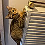 Ange a rejoint le concours — aidez-le/la à gagner de superbes lots ! animal, cat, climbing, closeup, curious, cute, domestic, ears, feline, fur, home, indoor, looking, mischievous, pet, radiator, tabby_cat, tail, wall, whiskers