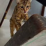 Ange participe au concours pour gagner de l'argent avec cette photo : alert, animal, cat, claws, close_up, curious, cute, ears, eyes, feline, fur, household, indoor, pet, playful, pounce, tabby, tongue_out, whiskers, wooden_furniture