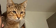 Ange a rejoint le concours — aidez-le/la à gagner de superbes lots ! animal, blue_shirt, cat, companionship, curious, domestic_cat, door, ears, feline, indoor, kitten, mammal, person, pet, portrait, shoulder, tabby, wall, whiskers, young_cat