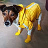 Jimpy a rejoint le concours — aidez-le/la à gagner de superbes lots ! brazilian_terrier, canidae, carnivore, companion_dog, dog, dog_breed, dog_clothes, dog_supply, jack_russell_terrier, mammal, miniature_fox_terrier, outerwear, raincoat, snout, tenterfield_terrier, terrier, yellow