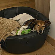 Jimpy participe au concours pour gagner de l'argent avec cette photo : dog, sleeping, bed, toy, blanket, indoor, wooden_floor, resting, pet, cozy, black_bed, brown, white, fur, collar, relaxed, home, quiet, animal, comfort