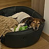 dog, sleeping, bed, toy, blanket, indoor, wooden_floor, resting, pet, cozy, black_bed, brown, white, fur, collar, relaxed, home, quiet, animal, comfort
