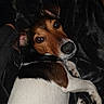 Jimpy a rejoint le concours — aidez-le/la à gagner de superbes lots ! brazilian_terrier, canidae, carnivore, companion_dog, danish_swedish_farmdog, dog, dog_breed, estonian_hound, feist, fox_terrier, harrier, hortaya_borzaya, lurcher, mammal, russell_terrier, smooth_fox_terrier, snout, teddy_roosevelt_terrier, vertebrate, whiskers