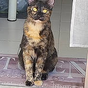 Maya a rejoint le concours — aidez-le/la à gagner de superbes lots ! cat, tortoiseshell, sitting, welcome_mat, indoor, floor_tiles, curious, pet, animal, feline, ears, whiskers, domestic, fur, eyes, doorway, household, portrait, looking, still