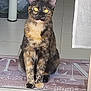 cat, tortoiseshell, sitting, welcome_mat, indoor, floor_tiles, curious, pet, animal, feline, ears, whiskers, domestic, fur, eyes, doorway, household, portrait, looking, still