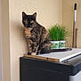 Maya participe au concours pour gagner de l'argent avec cette photo : cat, tortoiseshell_cat, yellow_eyes, plant, potted_plant, cabinet, indoor, broom, wall, white_board, curious, pet, feline, animal, sitting, furniture, home, cozy, black, beige_wall