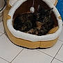 cat, tortoiseshell_cat, pet_bed, bear_theme, indoor, tile_floor, relaxed, animal, feline, cozy, resting, cute, home, domestic, fur, whiskers, ears, small, sleepy, comfort