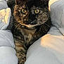 Maya participe au concours pour gagner de l'argent avec cette photo : cat, tortoiseshell, pet, animal, fur, whiskers, eyes, blanket, bed, comfort, indoor, closeup, cute, curious, domestic_cat, resting, soft, feline, collar, sunlight