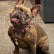 Emmy Lou joined the competition — help win amazing prizes! dog, french_bulldog, brindle, pet, indoor, carpet, necklace, beads, cute, happy, head_tilt, smiling, ears, animal, companion, office, floor, sitting, canine, friendly
