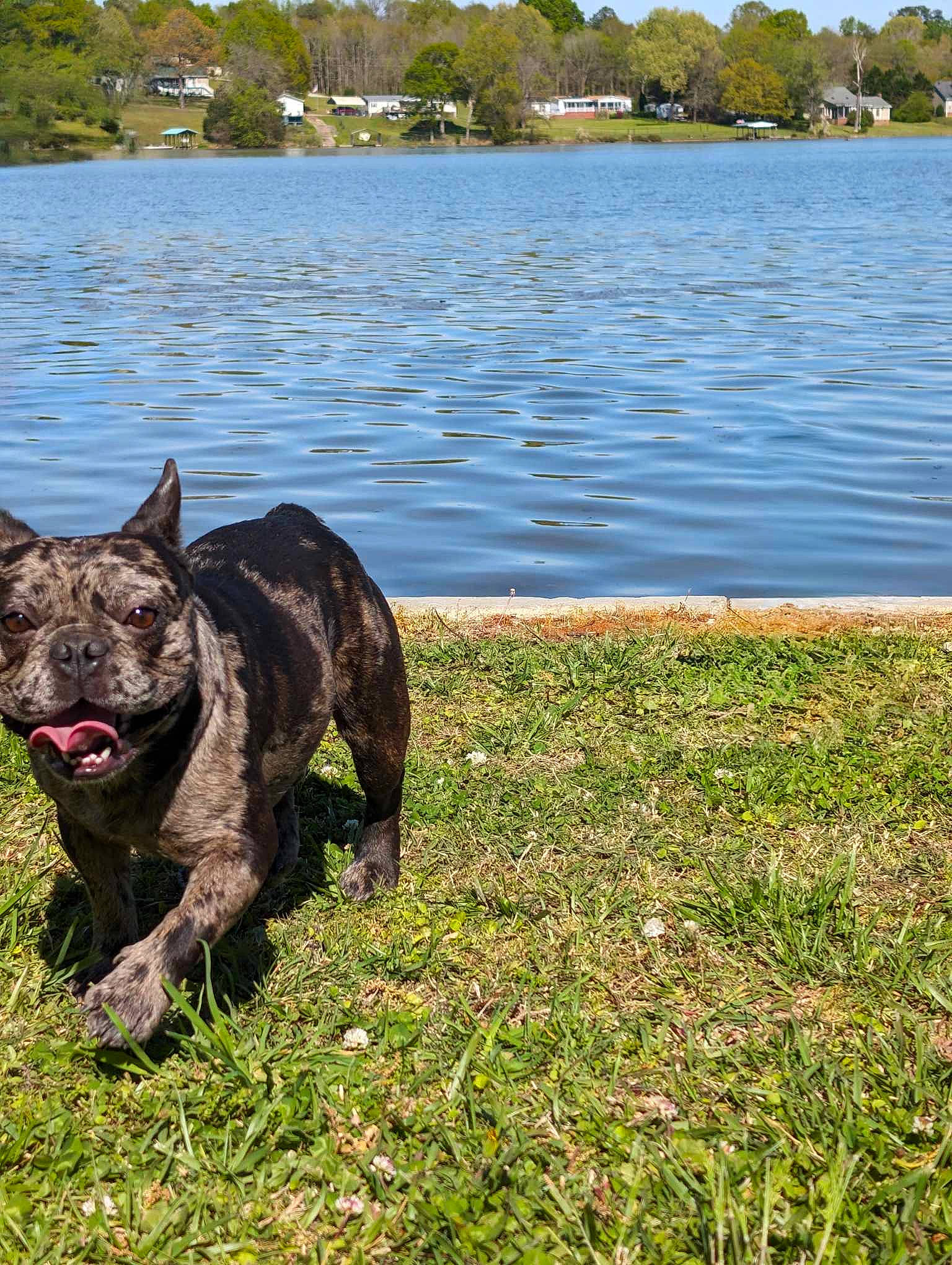 Rambo joined the competition — help win amazing prizes! carnivore, companion_dog, dog, dog_breed, fawn, grass, grassland, guard_dog, herding_dog, lake, landscape, plant, reservoir, sky, tail, terrestrial_animal, tree, water, working_animal, working_dog