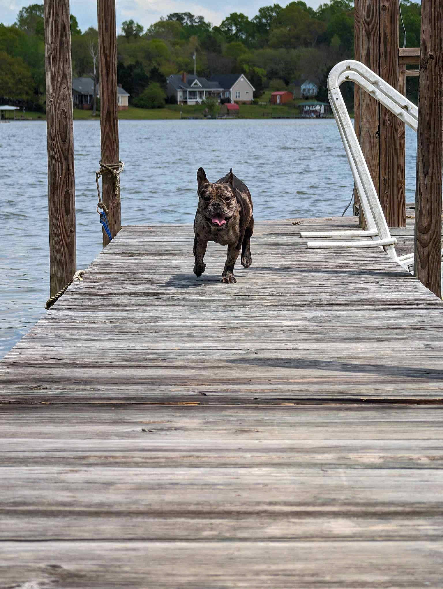 Rambo is registered to the contest to win money with this photo: boardwalk, body_of_water, deck, dock, flooring, hardwood, horizon, lake, lake_district, leisure, nonbuilding_structure, ocean, pier, plank, sky, tree, walkway, water, wood, wood_stain