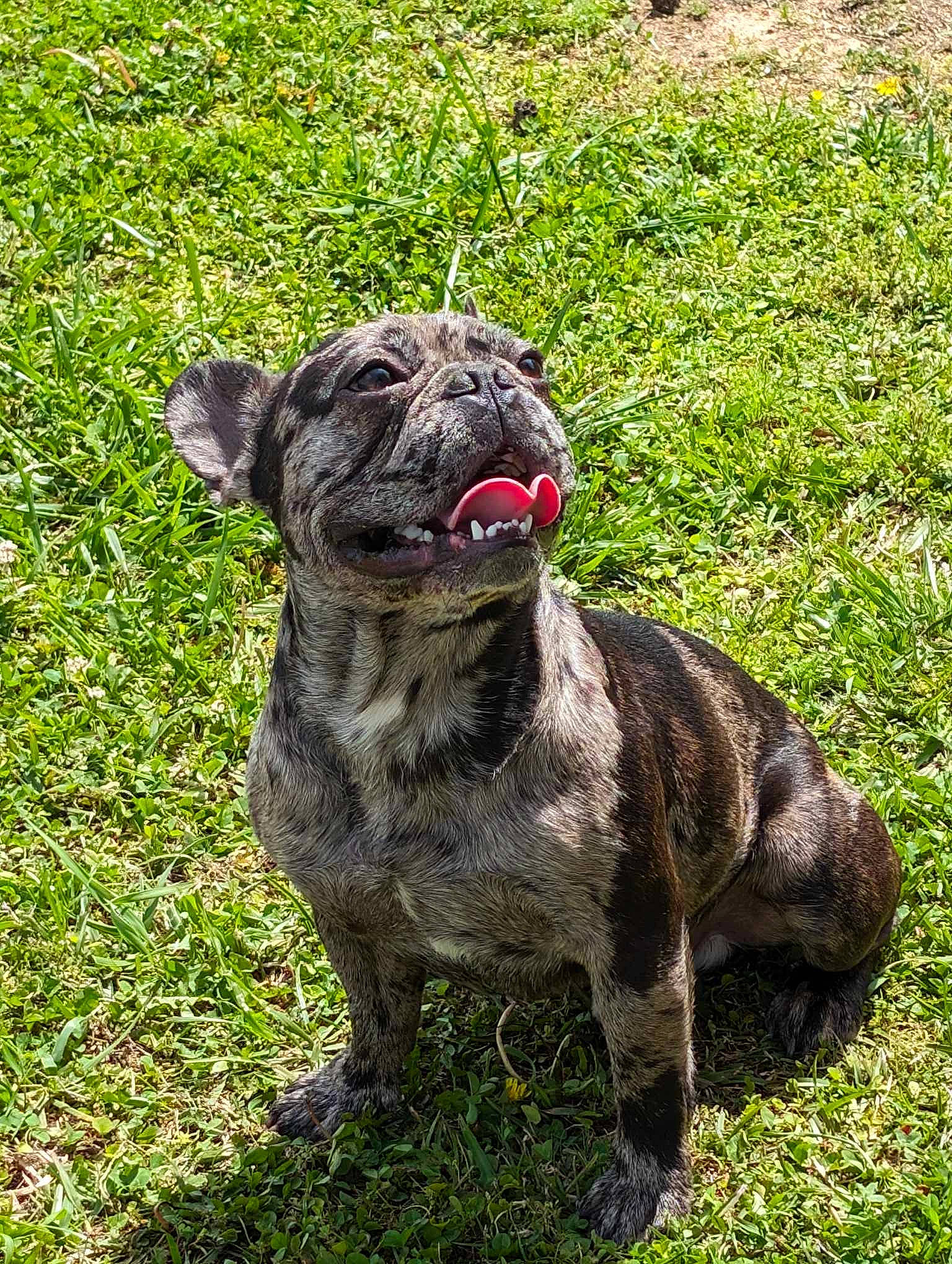 Rambo is registered to the contest to win money with this photo: ancient_dog_breeds, bulldog, canidae, carnivore, collar, companion_dog, dog, dog_breed, dog_collar, grass, groundcover, molosser, plant, tail, terrestrial_animal, toy_dog, whiskers, working_animal, working_dog, wrinkle