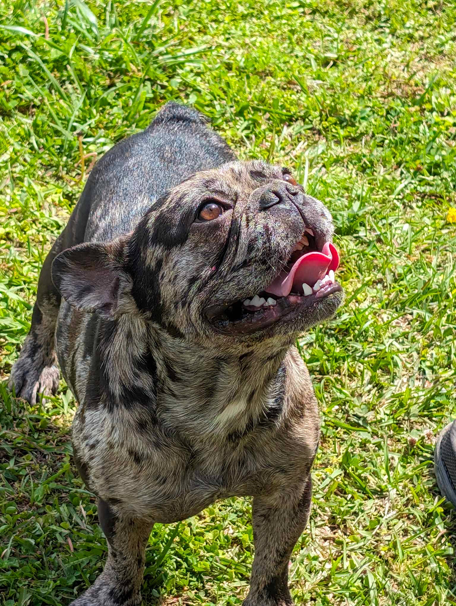 Rambo is registered to the contest to win money with this photo: ancient_dog_breeds, biting, bulldog, canidae, carnivore, companion_dog, dog, dog_breed, fawn, grass, liver, molosser, non_sporting_group, sporting_group, terrestrial_animal, water, whiskers, working_animal, working_dog, wrinkle