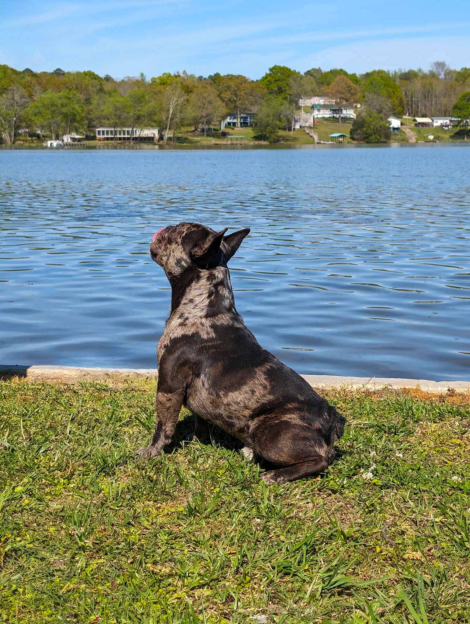 Rambo joined the competition — help win amazing prizes! carnivore, cloud, companion_dog, dog, dog_breed, dog_collar, fawn, grass, gun_dog, lake, natural_landscape, plant, reservoir, sky, sporting_group, tail, tree, water, wood, working_animal