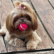 Rosey joined the competition — help win amazing prizes! dog, small_dog, fluffy, long_hair, brown_and_white, pink_ball, toy, topknot, hair_bow, pet, canine, portrait, outdoor, wooden_deck, wood, paws, sitting, looking_at_camera, playful, adorable