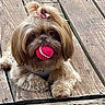 dog, small_dog, fluffy, long_hair, brown_and_white, pink_ball, toy, topknot, hair_bow, pet, canine, portrait, outdoor, wooden_deck, wood, paws, sitting, looking_at_camera, playful, adorable