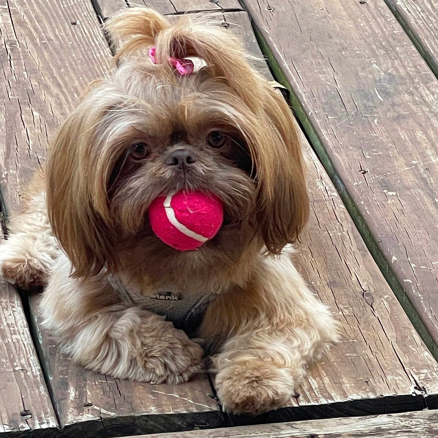 Rosey joined the competition — help win amazing prizes! dog, small_dog, fluffy, long_hair, brown_and_white, pink_ball, toy, topknot, hair_bow, pet, canine, portrait, outdoor, wooden_deck, wood, paws, sitting, looking_at_camera, playful, adorable