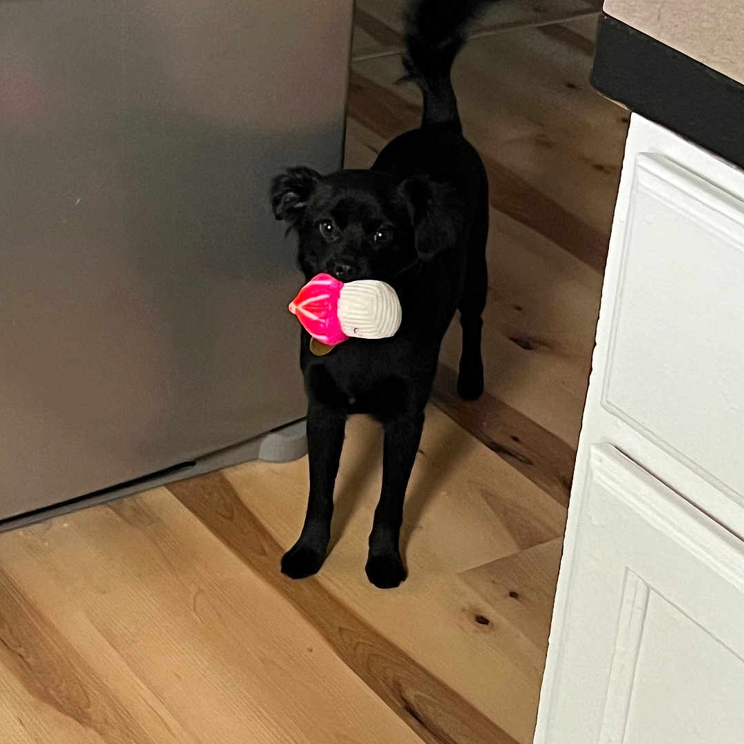 Echo