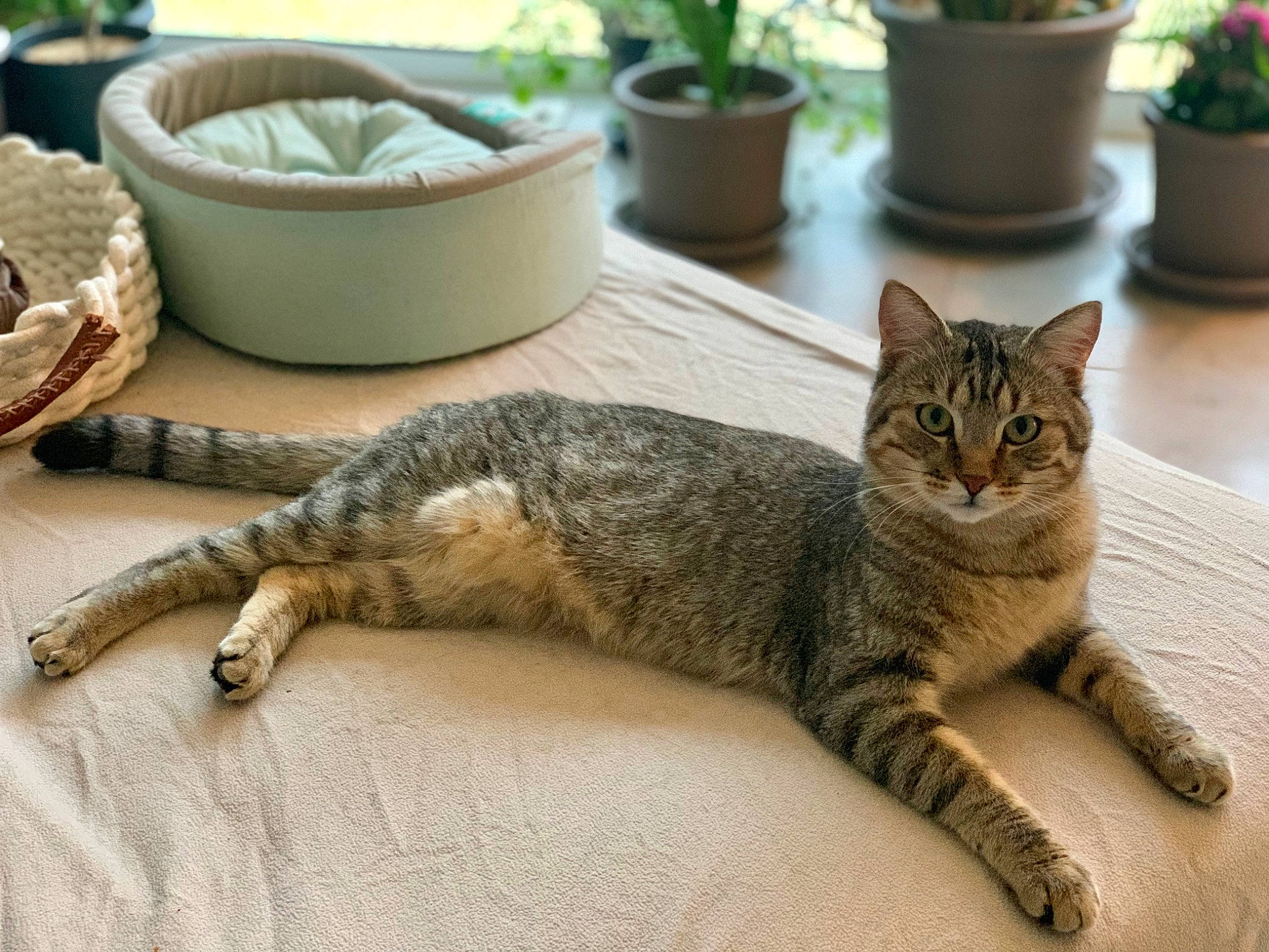 Sunny a rejoint le concours — aidez-le/la à gagner de superbes lots ! carnivore, cat, claw, comfort, domestic_short_haired_cat, fawn, felidae, flooring, flowerpot, fur, houseplant, paw, plant, small_to_medium_sized_cats, snout, tail, terrestrial_animal, tree, whiskers, wood