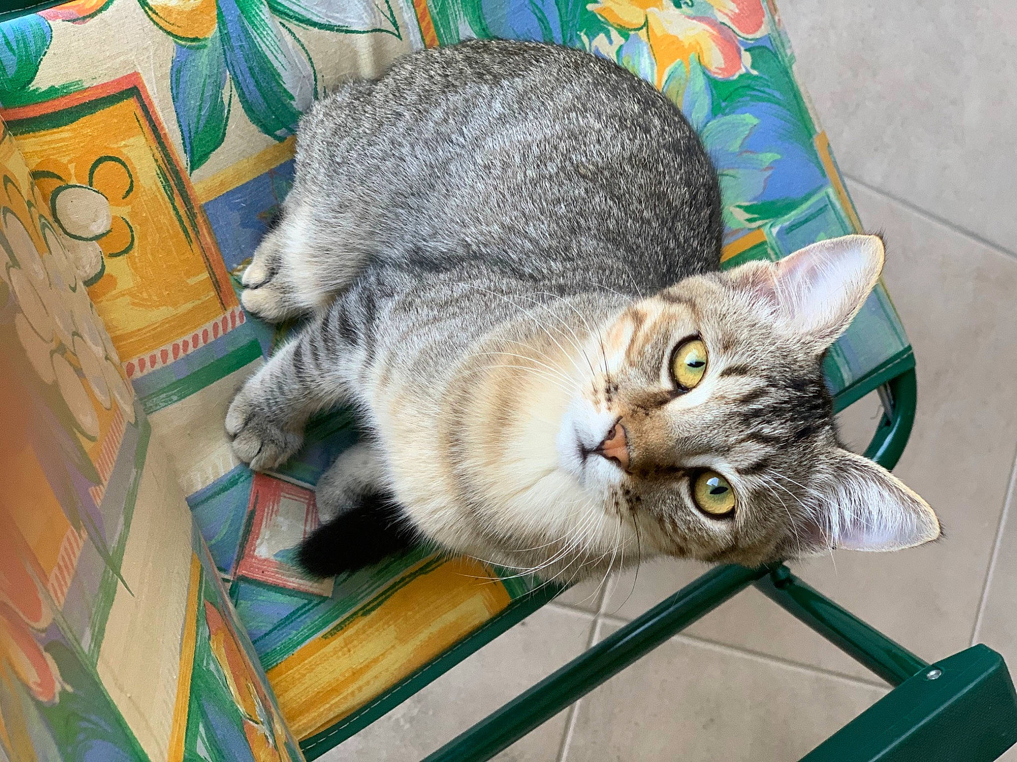 Sunny participe au concours pour gagner de l'argent avec cette photo : carnivore, cat, cat_bed, cat_supply, comfort, domestic_short_haired_cat, felidae, fur, grey, hat, paw, small_to_medium_sized_cats, snout, tail, terrestrial_animal, whiskers