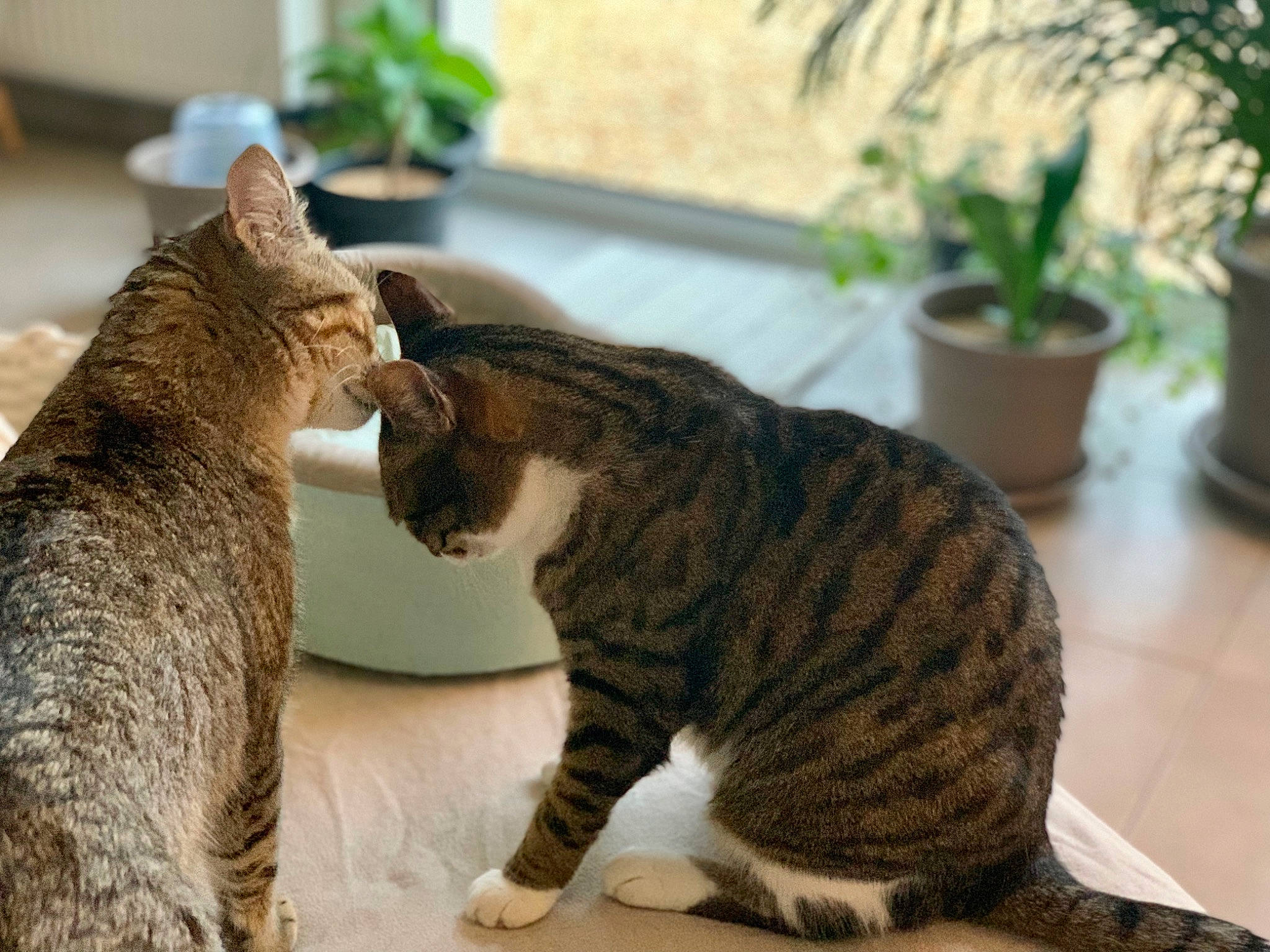 Miou participe au concours pour gagner de l'argent avec cette photo : carnivore, cat, claw, domestic_short_haired_cat, fawn, felidae, flowerpot, fur, gesture, grass, grey, houseplant, paw, plant, small_to_medium_sized_cats, snout, tail, terrestrial_animal, whiskers, wildlife